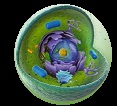 Zelle